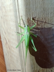 Hexacentrus unicolor