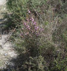 Lamourouxia dasyantha