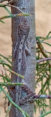 Anolis mariarum