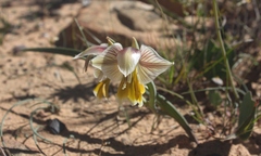 Gladiolus watermeyeri