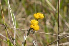 Chrysocephalum apiculatum