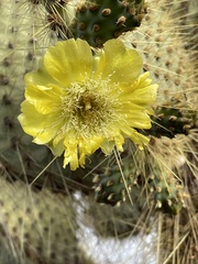 Opuntia galapageia