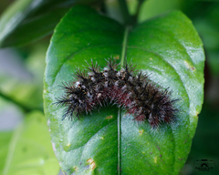 Ormiscodes cinnamomea