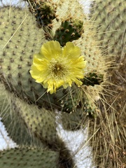 Opuntia galapageia
