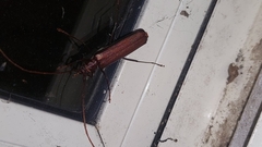 Xystrocera virescens