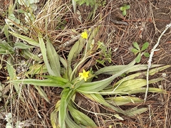 Hypoxis villosa