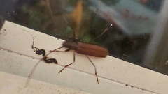 Xystrocera virescens