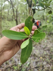 Avicennia germinans