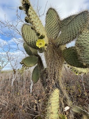 Opuntia galapageia