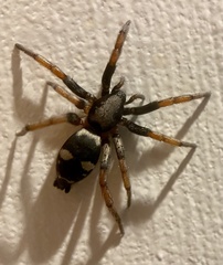 Sergiolus