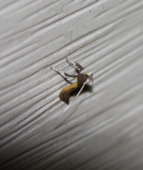 Caloptilia azaleella