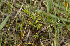 Cheilanthes sieberi sieberi