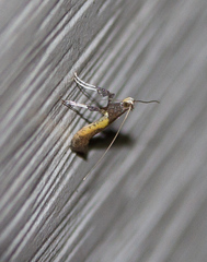 Caloptilia azaleella