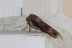 Agrotis ipsilon