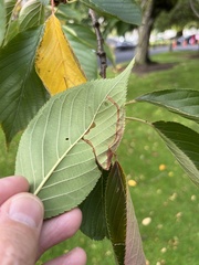 Lyonetia clerkella