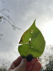 Lyonetia clerkella