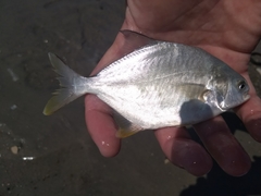 Trachinotus carolinus