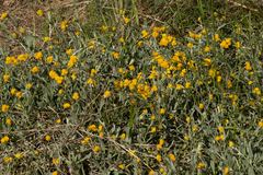 Chrysocephalum apiculatum