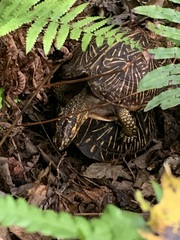 Terrapene carolina bauri