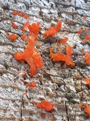 Tulasnella aurantiaca