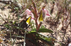 Gladiolus watermeyeri