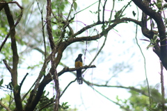Trogon melanocephalus