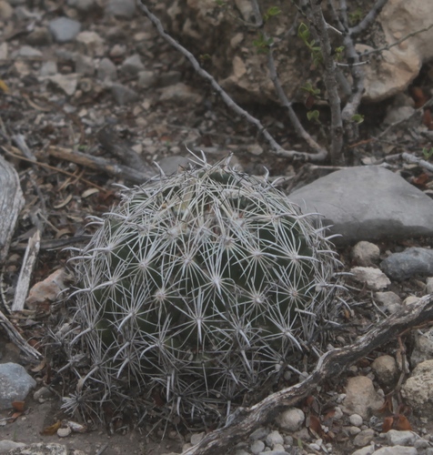 Coryphantha delicata