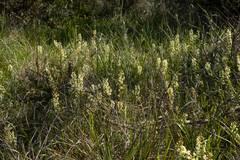 Stackhousia subterranea