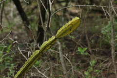 Hylocereeae