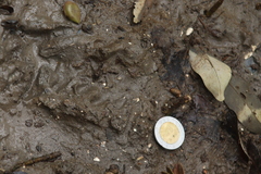 Didelphis virginiana