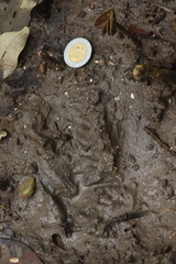 Didelphis virginiana