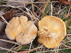 Cantharellus