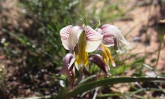 Gladiolus watermeyeri