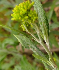Senecio hypoleucus