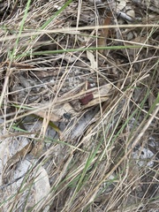 Nyssus albopunctatus