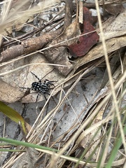 Nyssus albopunctatus
