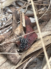 Nyssus albopunctatus