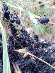 Parawixia bistriata