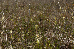 Stackhousia subterranea