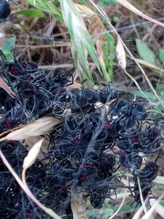 Parawixia bistriata