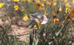 Gladiolus watermeyeri