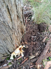 Omphalotus nidiformis