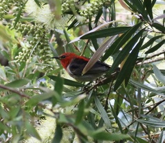 Myzomela sanguinolenta