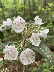 Kalmia