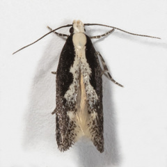 Agnippe prunifoliella