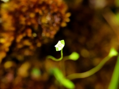 Phyllangium divergens