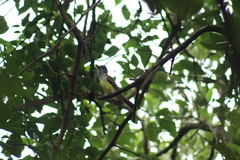 Myiarchus