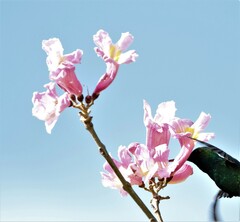 Handroanthus heptaphyllus