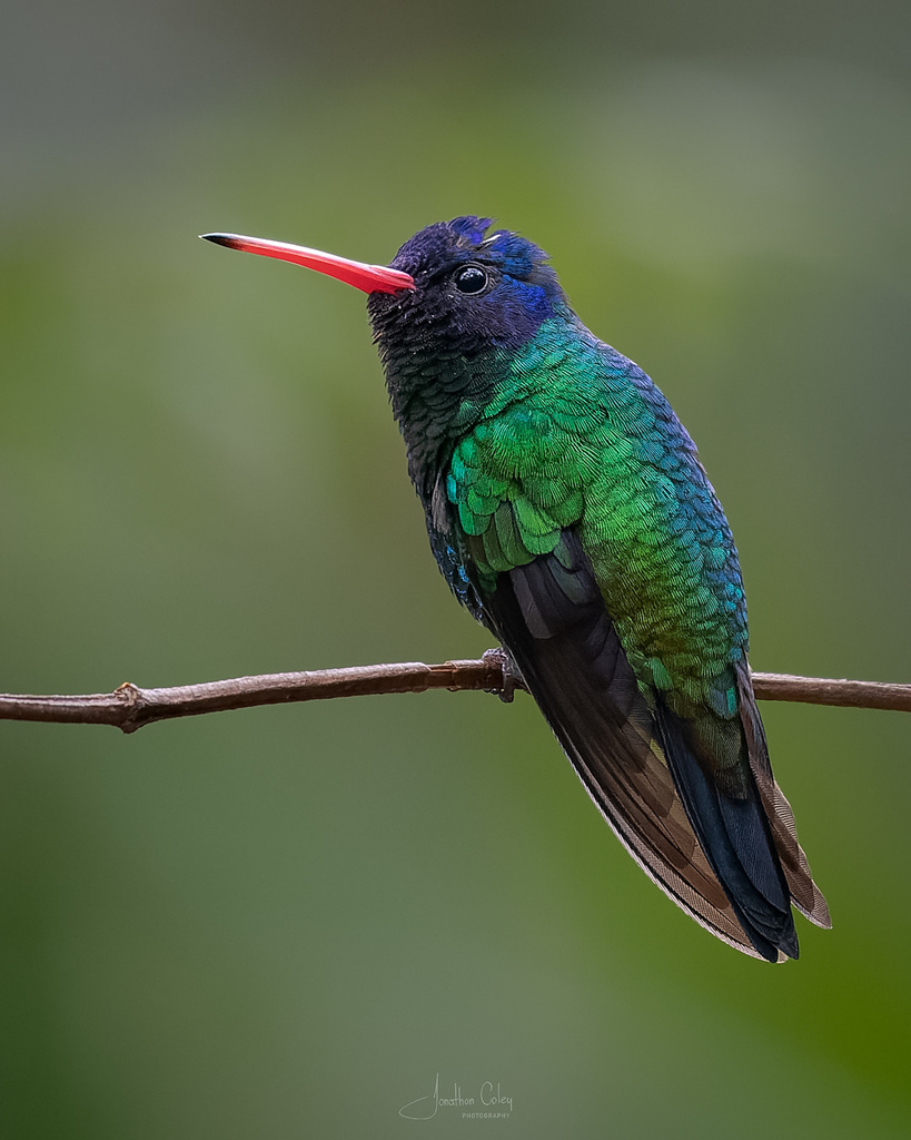 Blue-headed Sapphire (Chrysuronia grayi) photo