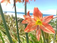Hippeastrum